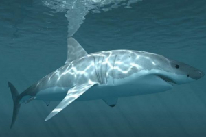 W australii rekin walczył na desce surfingowej W australii rekin walczył na desce surfingowej